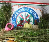 Côte d’Ivoire : 2267 plants de cannabis détruits dans 3 champs