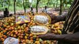 Côte d'Ivoire: l'Etat va acheter les stocks de cacao pour résoudre la crise